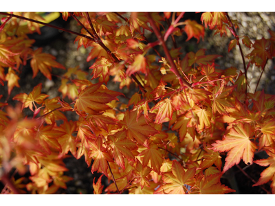 Acer palmatum