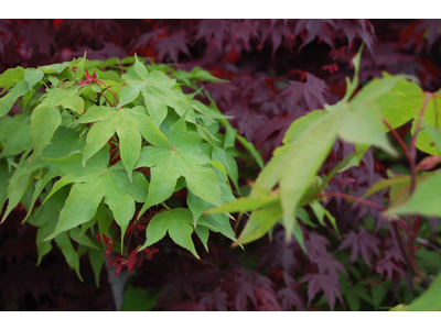 Acer palmatum