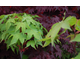 Acer palmatum Osakazuki