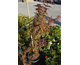 Acer palmatum Pixie