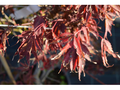 Acer palmatum linearilobum