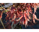 Acer palmatum linearilobum Red Pigmy