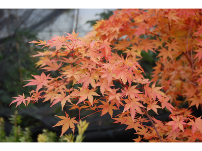 Acer palmatum