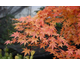 Acer palmatum Senkaki (Sango Kaku)