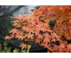 Acer palmatum