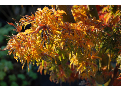 Acer palmatum