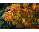Acer palmatum Shishigashira