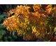 Acer palmatum