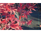 Acer palmatum