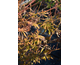 Acer palmatum Trompembourg