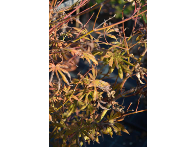 Acer palmatum