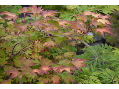 Acer palmatum