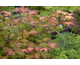 Acer palmatum Tsuma-gaki