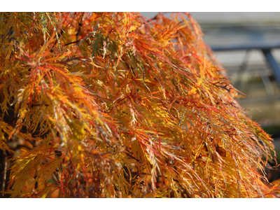 Acer palmatum var. dissectum