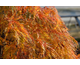Acer palmatum var. dissectum Green Lace