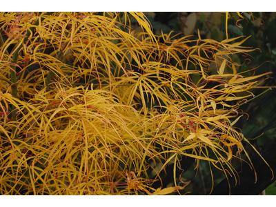 Acer palmatum