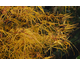 Acer palmatum Koto-no-ito