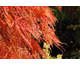 Acer palmatum var. dissectum Ornatum