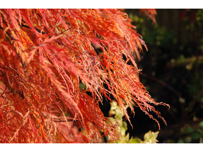 Acer palmatum var. dissectum