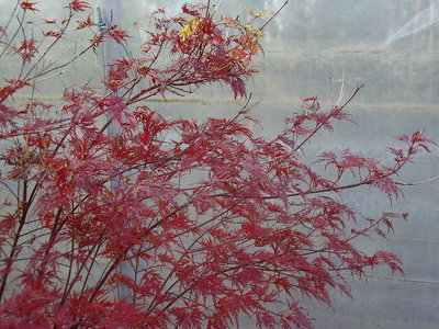 Acer palmatum dissectum