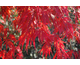 Acer palmatum dissectum atropurpureum Inaba-Shidare