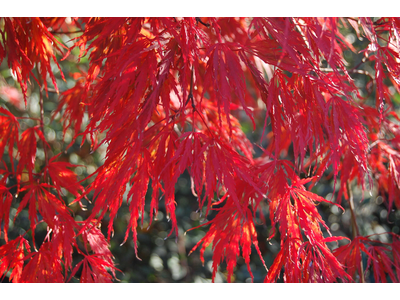 Acer palmatum dissectum atropurpureum