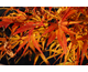 Acer palmatum linearilobum Shino Buga Oka