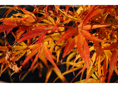 Acer palmatum linearilobum