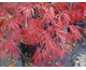 Acer palmatum dissectum atropurpureum