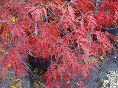 Acer palmatum dissectum atropurpureum