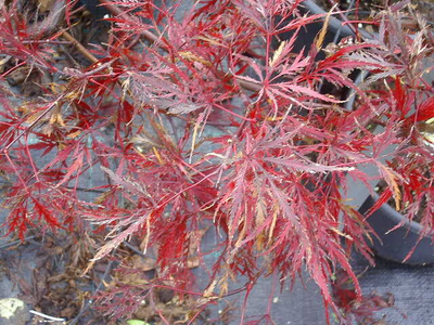 Acer palmatum dissectum atropurpureum