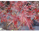 Acer palmatum dissectum atropurpureum Nigrum