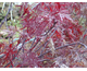 Acer palmatum dissectum atropurpureum