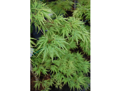 Acer palmatum dissectum