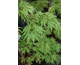 Acer palmatum var. dissectum Viridis
