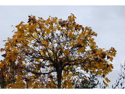 Acer platanoides