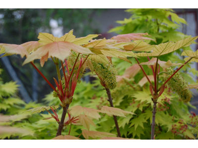 Acer pseudoplatanus