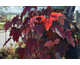 Acer rubrum Fairview Flame