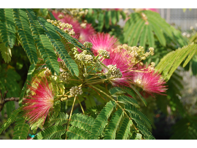 Albizia julibrissin