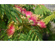 Albizia julibrissin Ombrella