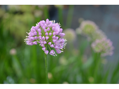 Allium