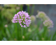 Allium