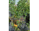 Amelanchier alnifolia Saskatoon Berry ®
