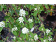 Amelanchier alnifolia Obelisk