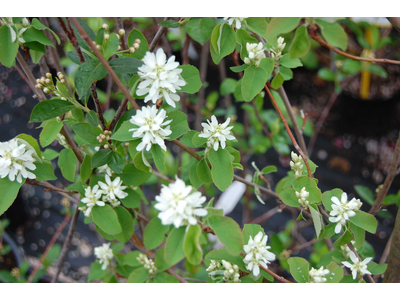Amelanchier alnifolia