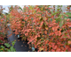 Amelanchier canadensis Prince William