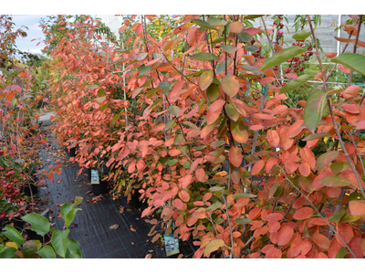 Amelanchier canadensis