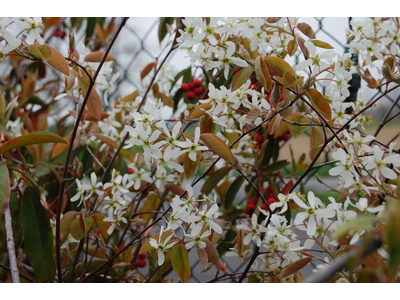 Amelanchier lamarckii