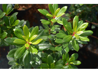 Arbutus unedo