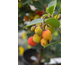 Arbutus unedo